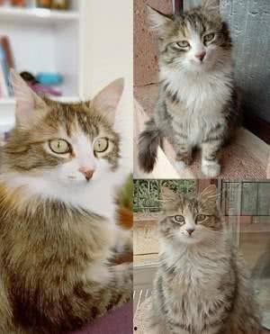 小猫咪闯天下爆料视频,萌宠探险记  第3张